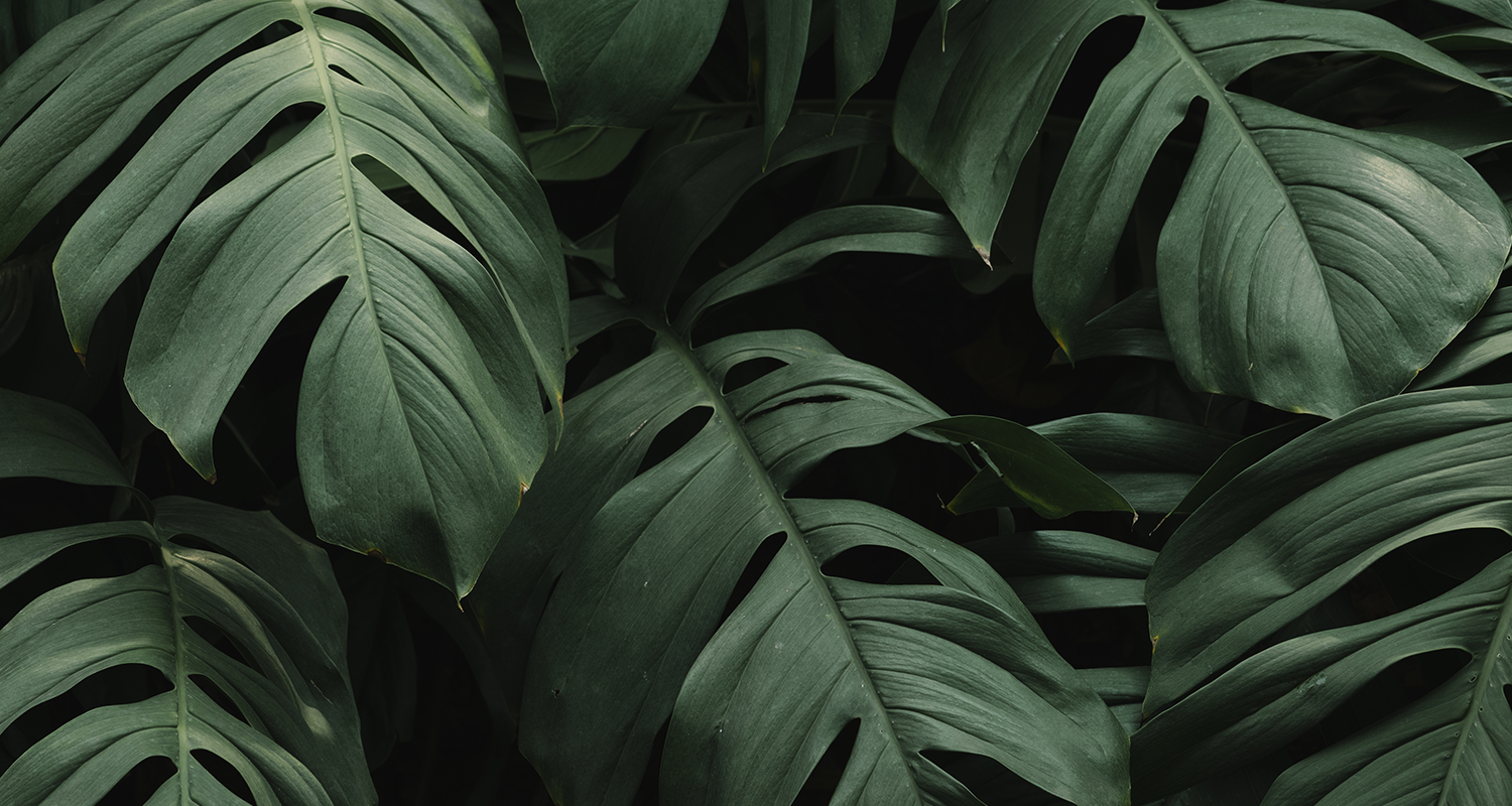 HP_Banner_about_1500x800px.png