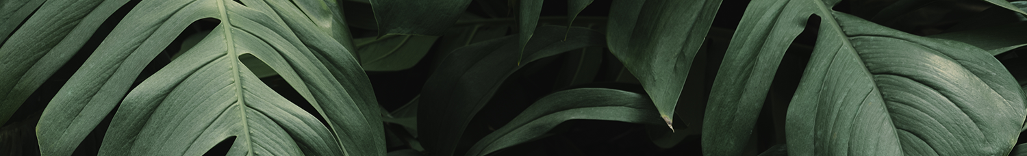 HP_Banner_about_1500x800px_5b753e95-6855-4ca0-89d0-8e2c3ea025ba.png
